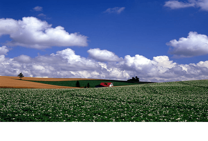 Cultural Evolution Society 2021